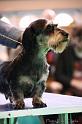 Crufts2011_2 1530